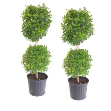 Eugenia topiary shrub for sale  Miami