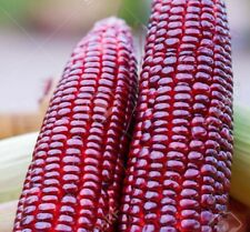 Heirloom red indian for sale  LONDON