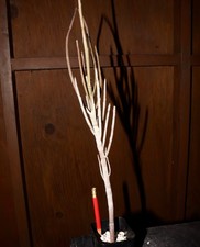 tescorum euphorbia for sale  Los Angeles