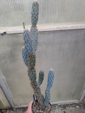 Opuntia miquelii. old usato  Civitanova Marche