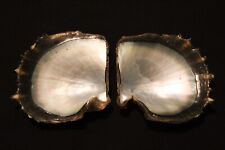 Tropical pearl oyster for sale  HARLOW