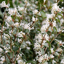 Osmanthus burkwoodi evergreen for sale  KING'S LYNN