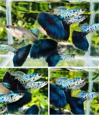 Trio live aquarium for sale  Houston