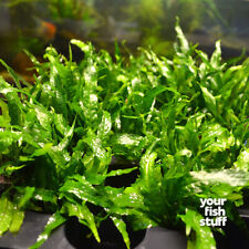 Java fern microsorum for sale  Lebanon