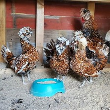 Tolbunt polish frizzle for sale  Highlands