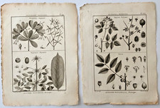 1791 antique botanical for sale  Houston