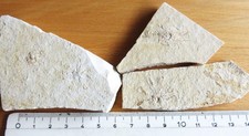 Fossilien dem solnhofener gebraucht kaufen  Hof
