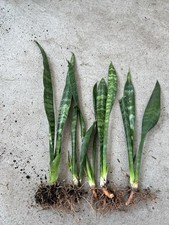 Snake plant mother for sale  La Puente