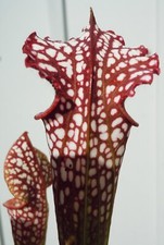 Live carnivorous plants for sale  West Covina