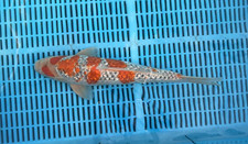 Gin rin goshiki for sale  Warrenton