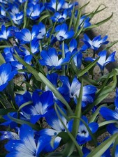 Crocus bleu chili d'occasion  Baignes-Sainte-Radegonde