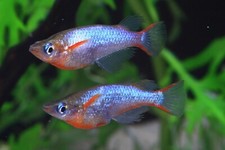 Fedex daisy blue for sale  Rosemead