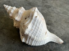 Natural horse conch for sale  Kissimmee