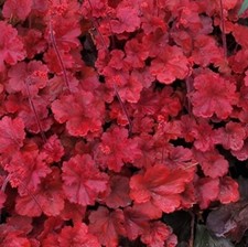 Heuchera hybride cherry gebraucht kaufen  Goch