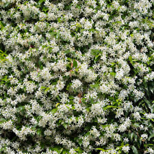 Star jasmine trachelospermum for sale  PETERBOROUGH