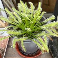 Sundew drosera capensis for sale  SUDBURY