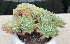 Echeveria pansy crested for sale  Marrero