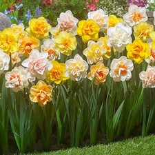 bronze narcissus for sale  SPALDING
