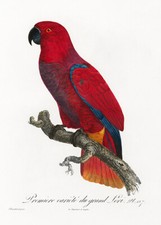 Eclectus parrot 1800 for sale  USA