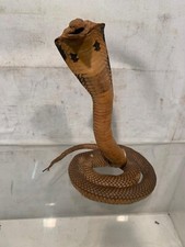 Cobra reale imbalsamato usato  Seregno