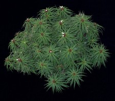 Rokautskyia microglazioui show for sale Rokautskyia microglazioui show for sale  Redwood City