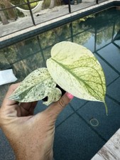 Monstera mint actual for sale  Bradenton