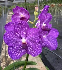 Vanda pakchong blue for sale  Bonita Springs