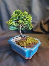 outdoor bonsai trees for sale  UK