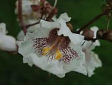 Graines catalpa bignonioides d'occasion  Paris II