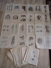 222 alte anatomische gebraucht kaufen  Magdeburg