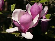 Saucer magnolia tree for sale  Chariton
