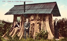 Cabin cedar stump for sale  Warren