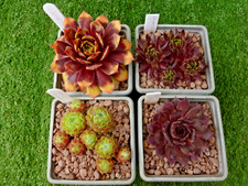 sempervivum for sale  SWADLINCOTE