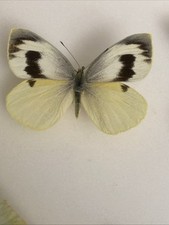 Pieris cheiranthi piérid d'occasion  Expédié en Belgium