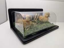 Taxidermy for sale  LANARK
