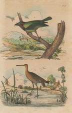 Birds. barbu barge for sale  LONDON