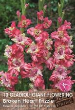 Large gladioli broken for sale  UK