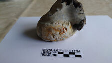 Echinocorys vatus rügen gebraucht kaufen  Neustadt Glewe