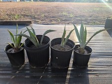 Century cactus blue for sale  Wimauma