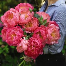 Peony pink hawaiian for sale  IPSWICH