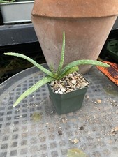 aloe 5 pots vera for sale aloe 5 pots vera for sale Houston