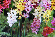 blumenzwiebel gebraucht kaufen blumenzwiebel gebraucht kaufen Werl