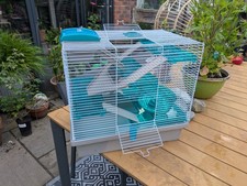 Hamster small rodent for sale  MANCHESTER