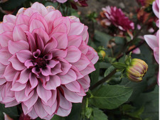 Bio dahlien sorten gebraucht kaufen Bio dahlien sorten gebraucht kaufen  Ebersbach