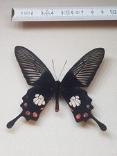Pachliopta mariae gebraucht kaufen  Halle
