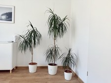 Dracaena marginata drachenbaum gebraucht kaufen  Weiden