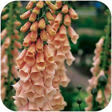 Apricot foxglove seeds for sale  FERRYHILL
