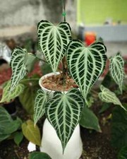 Anthurium king clarinervium d'occasion  Expédié en Belgium