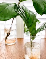Green vein hydroponic for sale  Barrington