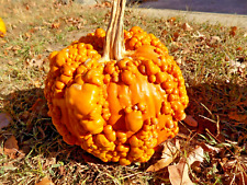 15 SEMILLAS DE CALABAZA PIEL DE GALLINA NARANJA - Cucurbita maxima segunda mano  Embacar hacia Argentina